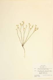 Image result for Linaceae