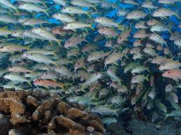 Image result for Faroa affinis