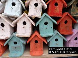 ev kuslari nelerdir evde hangi kuslar beslenir evcilhayvan hayvan hayvanlar hayvansever hayvanlaralemi balik kus papagan basit evler kus evi kus