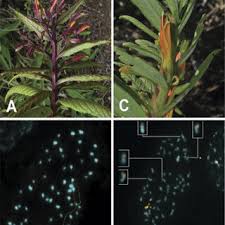 Image result for Stemodiopsis glandulosa