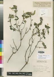 Image result for Justicia asystasioides