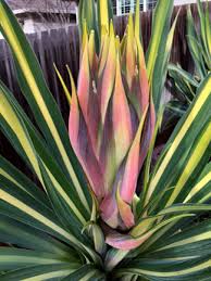 Image result for Beschorneria yuccoides