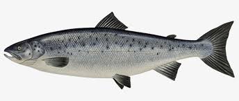 Salmon Fish Png Atlantic Salmon Png Image Transparent Png Free Download On Seekpng Similar with cooked fish png. salmon fish png atlantic salmon png