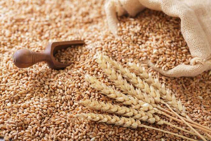 Grâu: Sfaturi pentru cultivare, tratamente și recoltare - ALCEDO