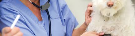 At pmck, pets are family! Veterinarians Katy Texas Animal Hospital Of Katy