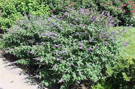 It is best used as a. Butterfly Bushes Shorter Non Invasive Varieties Greenview