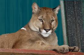 Große katzen, tiere, pumas, pumas, bildschirmhintergrund. Der Puma Auf Dem Hochsitz Nzz