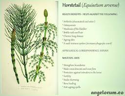 7 Health Benefits And 7 Magickal Uses For Horsetail Angelorum