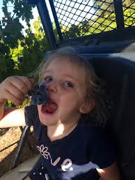 Neagles Estate Wines