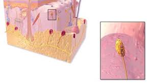 Merkel cell carcinoma tends to grow fast and to spread quickly to other parts of your body. Merkel Cells Location Archives Pediaa Com