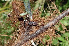 Image result for Histiopteris