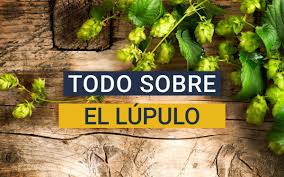 En este artículo te lo explico todo. El Maravilloso Mundo Del Lupulo Que Es Uso En La Cerveza