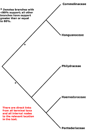 Image result for Triceratella drummondii