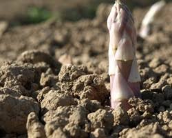 This year it will officially be opened on tuesday, april 18th by the bavarian minister for agriculture. Johannistag Spargel Wird Heute Das Letzte Mal In Diesem Jahr Gestochen Proplanta De