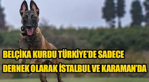 Kas yapısıyla ön plana çıkan bu ırk, alman kurdu ile birçok yönden benzerliğe sahiptir. Karaman Da Bu Dernekte Egitimli Belcika Malinois Irki Yetistiriliyor Karaman Son Dakika