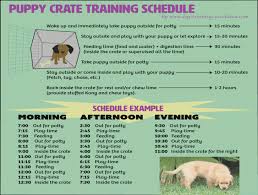 Effective Puppy Crate Training Schedule Golden Retriever