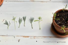 Image result for lavender cuttings