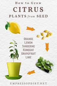 How To Grow Lemon Trees From Seed Other Citrus Fruits In 2021 Citrus Plant Lemon Tree From Seed How To Grow Lemon