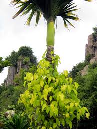 Tập tin:Trầu.jpg – Wikipedia tiếng Việt