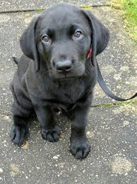 Our labs are known for their pleasant attitude, demeanor, and beauty. Kc Reg Male 12 Week Black Labrador Puppy For Sale Runcorn Cheshire Pets4homes Labrador Puppies For Sale Black Labrador Puppy Black Labrador