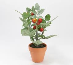 Tomato dirt gives best gardening tips to growing tomatoes in your own garden, porch, or patio, along with fun and practical ways to use them. Wicker Park 12 Tall Faux Potted Tomato Plant Qvc Com