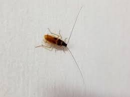 Most of us who call central texas home have neither the time nor expertise to get rid of these uninvited guests, whether they are roaches, ants, mosquitoes, spiders, rats or another insect. Ipest Solutions San Antonio Austin Pest Control