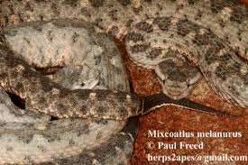 Image result for Pycreus melas