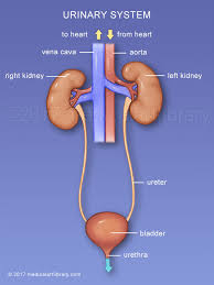 urinary system diagram medical art library