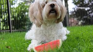 Cute golden retriever puppy eating watermelon. Can Dogs Eat Watermelon Is Watermelon Safe For Dogs Dogtime