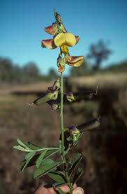 Image result for Crotalaria oocarpa