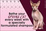 Caring for a Sphynx Cat - Animal Wised