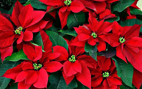 La flor de navidad y su origen latino - El Carabobeño