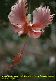 Image result for Hibiscus schizopetalus