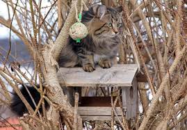 So kann man natur hautnah erleben. Vogelfutterhaus Selber Bauen Anleitung Ideen Voraussetzungen Plantura