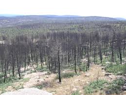 El voraz incendio declarado en la provincia de guadalajara se ha cobrado la vida de 11 trabajadores de un retén de bomberos en la localidad alcarreña de riba de saelices. Vista General Del Incendio Del Rodenal Guadalajara De 2005 Aspecto De Download Scientific Diagram