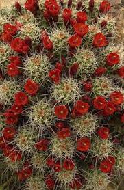 Cactus flowers are showy and usually quite large. 97 Cactus With Flowers Ideas Cactus Planting Succulents Cactus Plants
