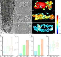 We did not find results for: Vacuoles Are Gradually Increasing In Size Along An Apical To Basal Download Scientific Diagram