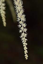 Aruncus Dioicus Goatsbeard Dandelion Herbs Shrubs