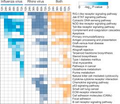 Influenza a is one of four types of the virus, which can cause a cough, body aches, and a. A Systems Approach To Understanding Human Rhinovirus And Influenza Virus Infection Sciencedirect