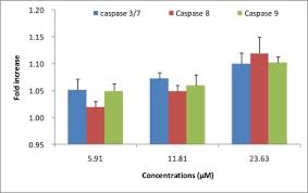 Image result for Ptycholobium contortum