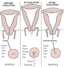 How To Check Your Cervical Position With Pictures Babycenter