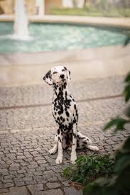 Image result for dalmatin