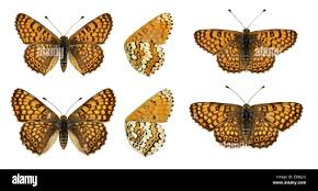 Image result for Melitaea cinxia