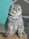Difference Between Scottish Fold Cats & American Curl Cats ...