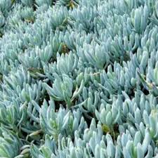 Image result for Senecio propior