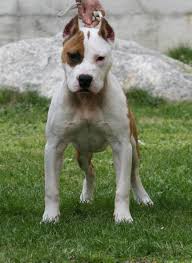 The american staffordshire terrier temperament is similar to that of their neighbor across the atlantic, the staffordshire bull terrier, although the american dog has a larger head and heavier body weight. Blue Amstaff Double Soul
