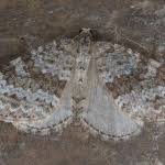 Image result for Entephria caesiata