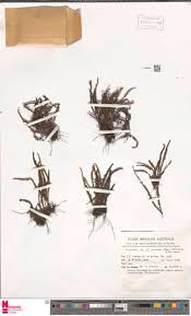 Image result for Melpomene flabelliformis