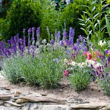 Check spelling or type a new query. Grow Lavender In Your Herb Garden The Home Depot