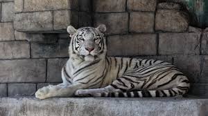 Download white tiger images and illustration for free. White Tiger Wallpapers 1920x1080 Full Hd 1080p Desktop Backgrounds